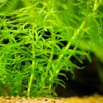 Brede waterpest kopen