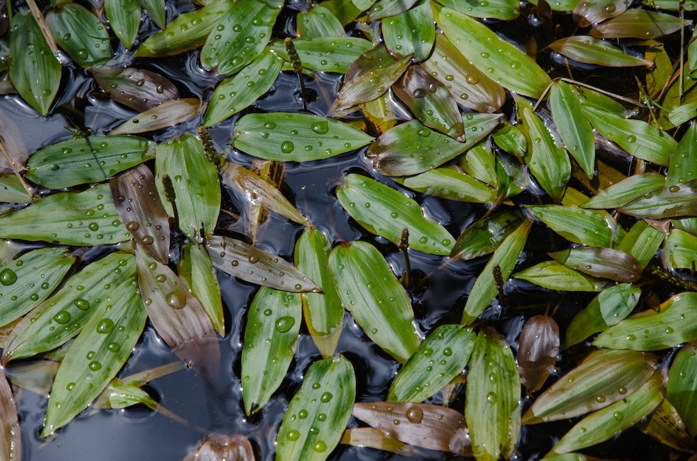Duizendknoop fonteinkruid kopen