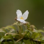 Elodea canadensis bestellen