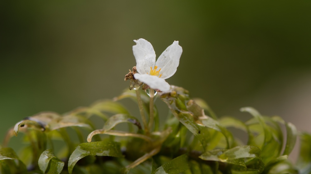 Elodea canadensis bestellen