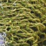 Elodea canadensis kopen