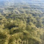 Myriophyllum spicatum bestellen