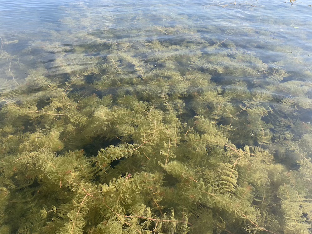 Myriophyllum spicatum bestellen