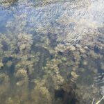 Myriophyllum spicatum in de vijver