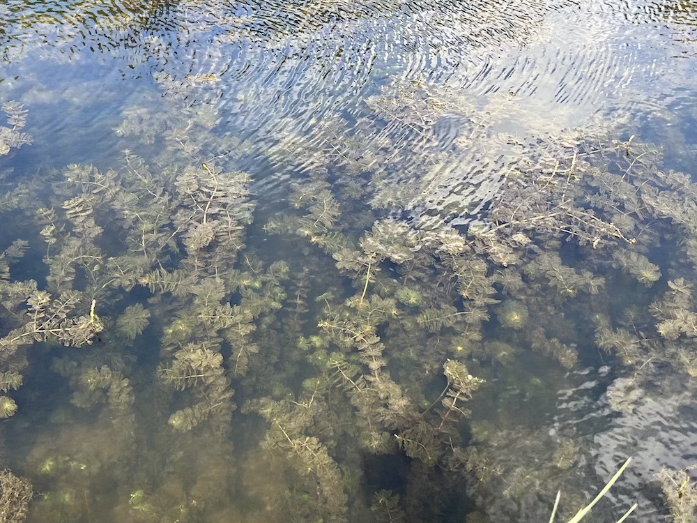 Myriophyllum spicatum in de vijver