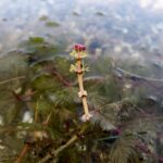 Myriophyllum spicatum kopen