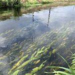 Potamogeton natans bestellen