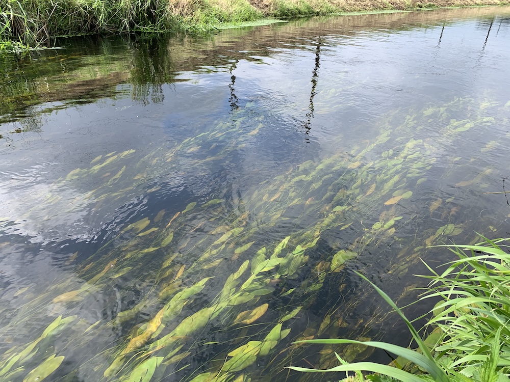Potamogeton natans bestellen