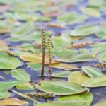 Potamogeton natans kopen