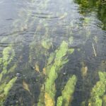 Potamogeton natans stromend water