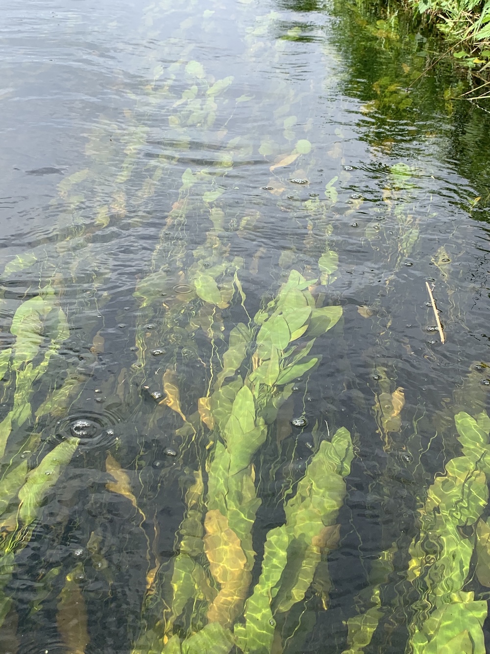 Potamogeton natans stromend water