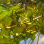 Potamogeton perfoliatus kopen