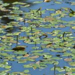 Potamogeton polygonifolius kopen