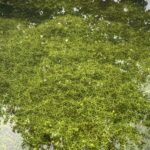 Callitriche platycarpa bestellen