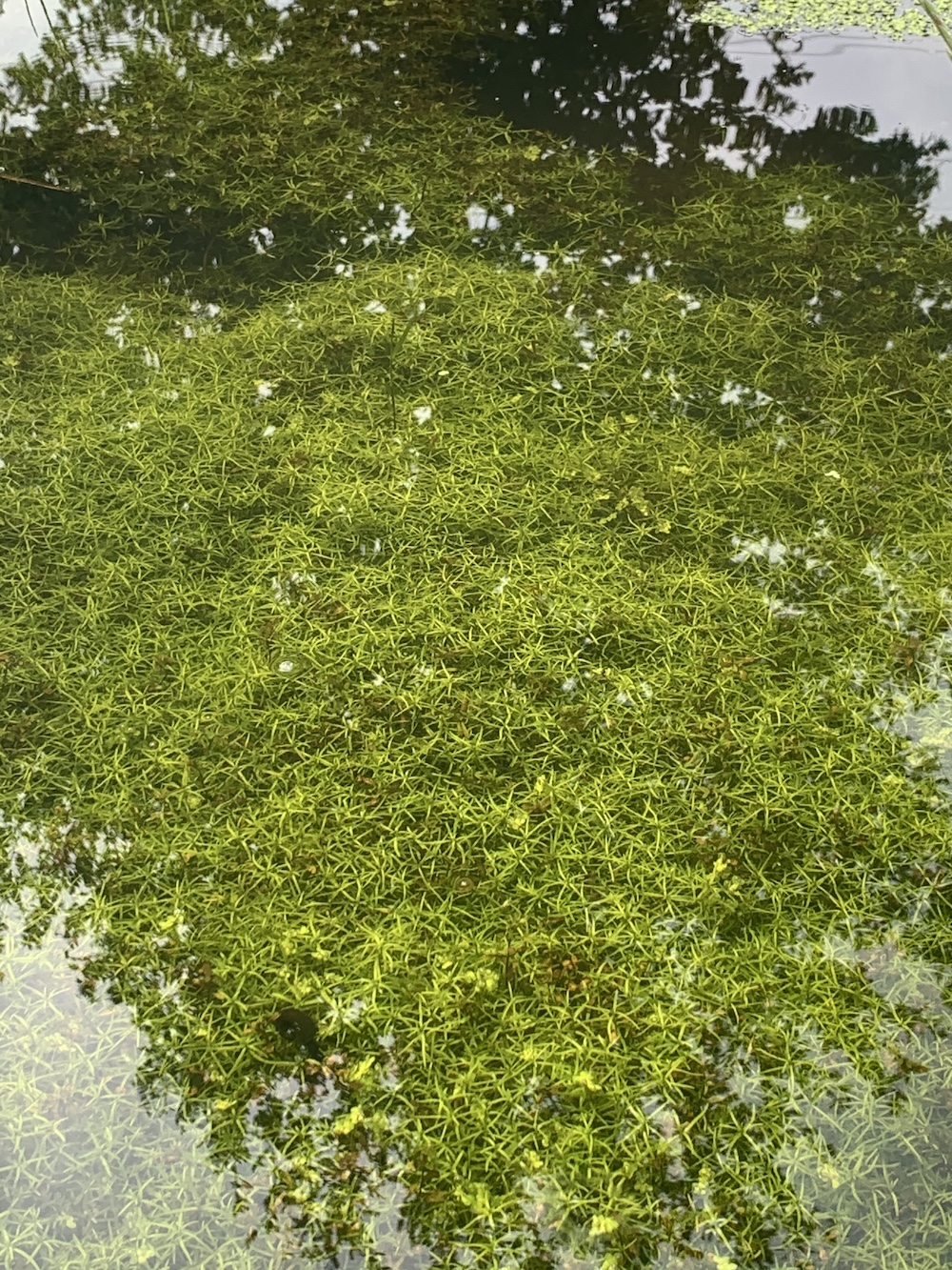 Callitriche platycarpa bestellen