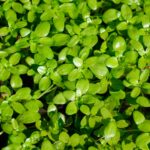 Callitriche platycarpa kopen