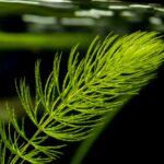 Ceratophyllum demersum bestellen
