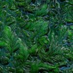 Ceratophyllum demersum kopen