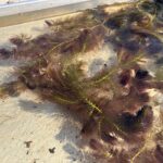 Ceratophyllum submersum bestellen