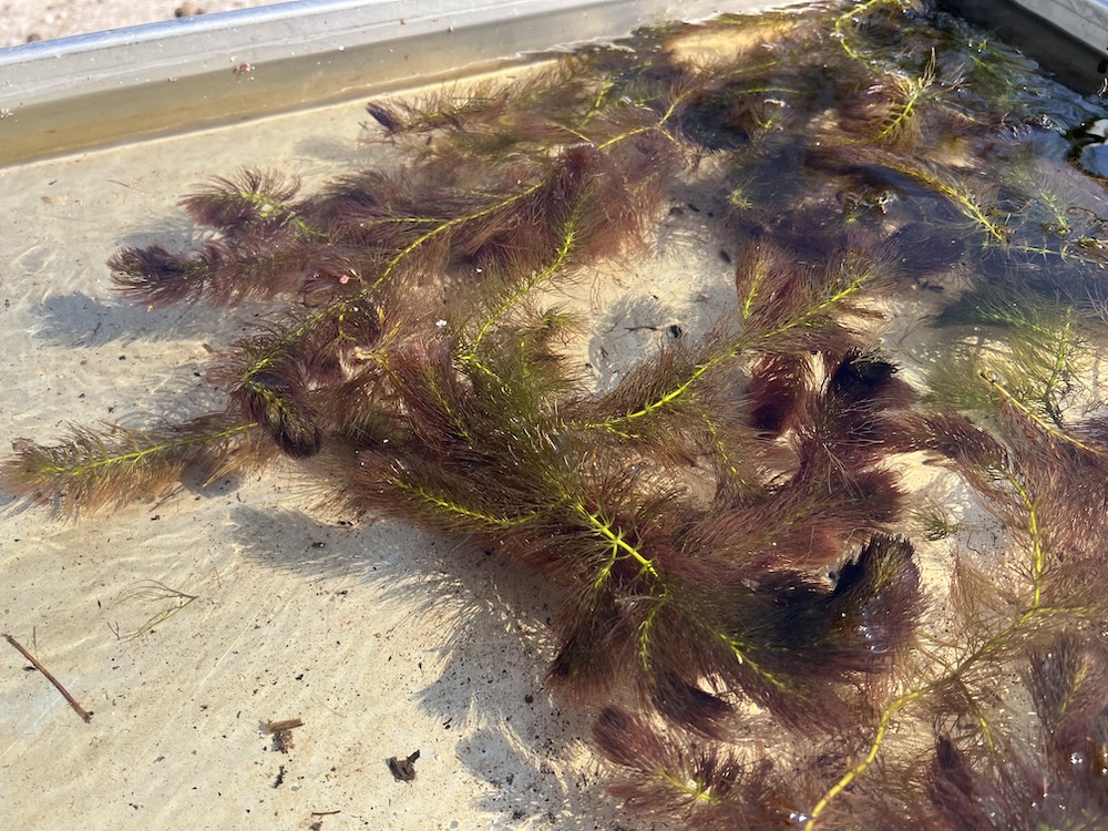 Ceratophyllum submersum bestellen