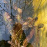 Ceratophyllum submersum kopen