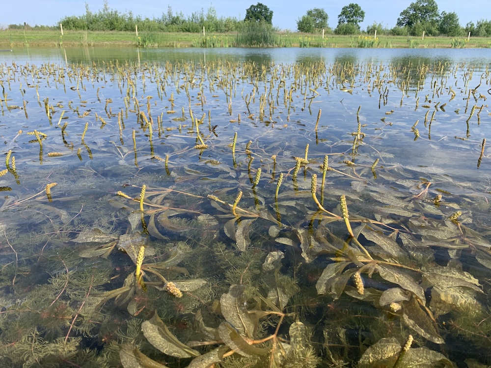 Fonteinkruid kopen