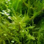 Fontinalis antipyretica bestellen