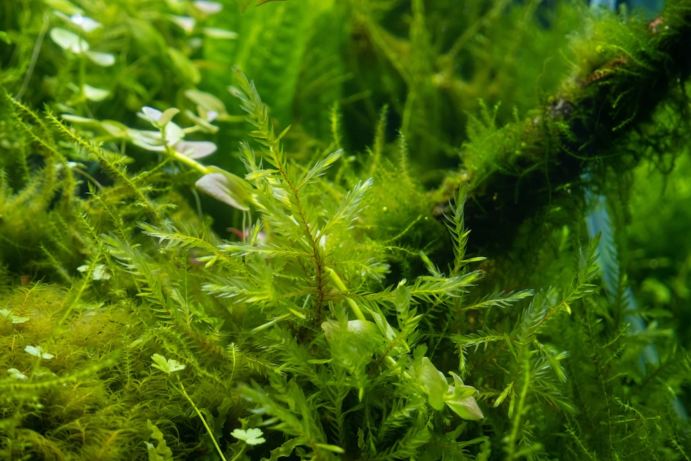 Fontinalis antipyretica bestellen