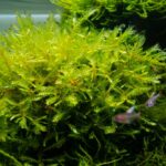 Fontinalis antipyretica kopen