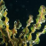 Potamogeton crispus kopen