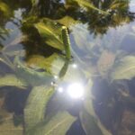 Potamogeton lucens