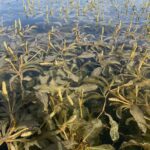 Potamogeton lucens kopen