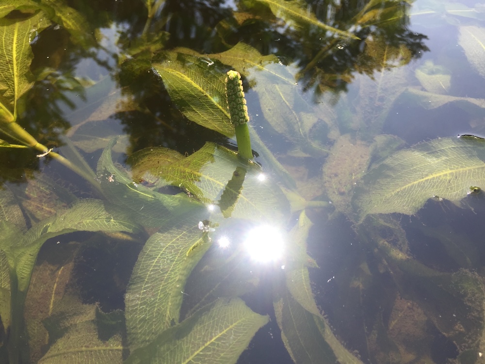 Potamogeton lucens