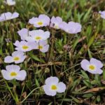 Baldellia ranunculoides bloei
