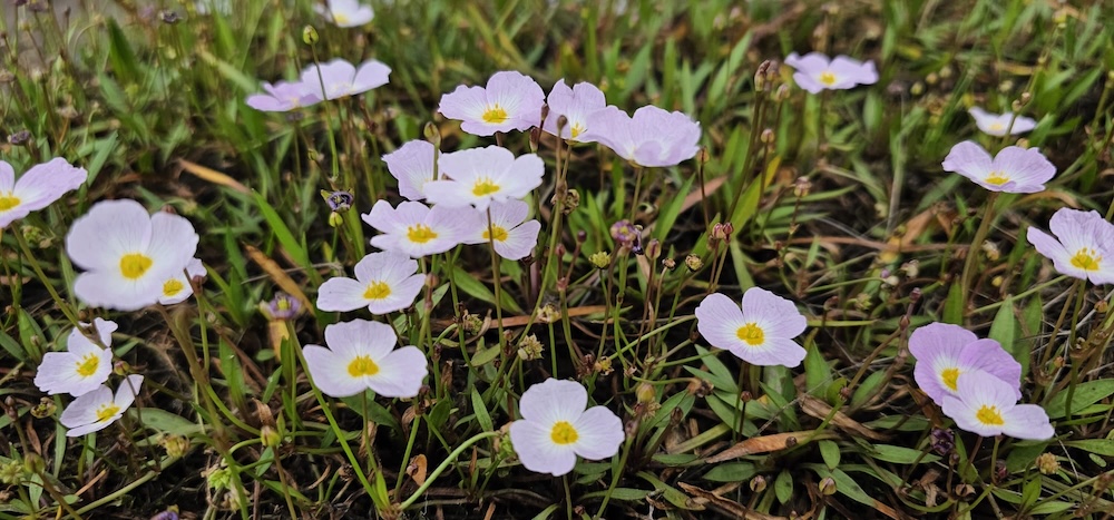 Baldellia ranunculoides bloei