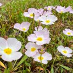 Baldellia ranunculoides bloem