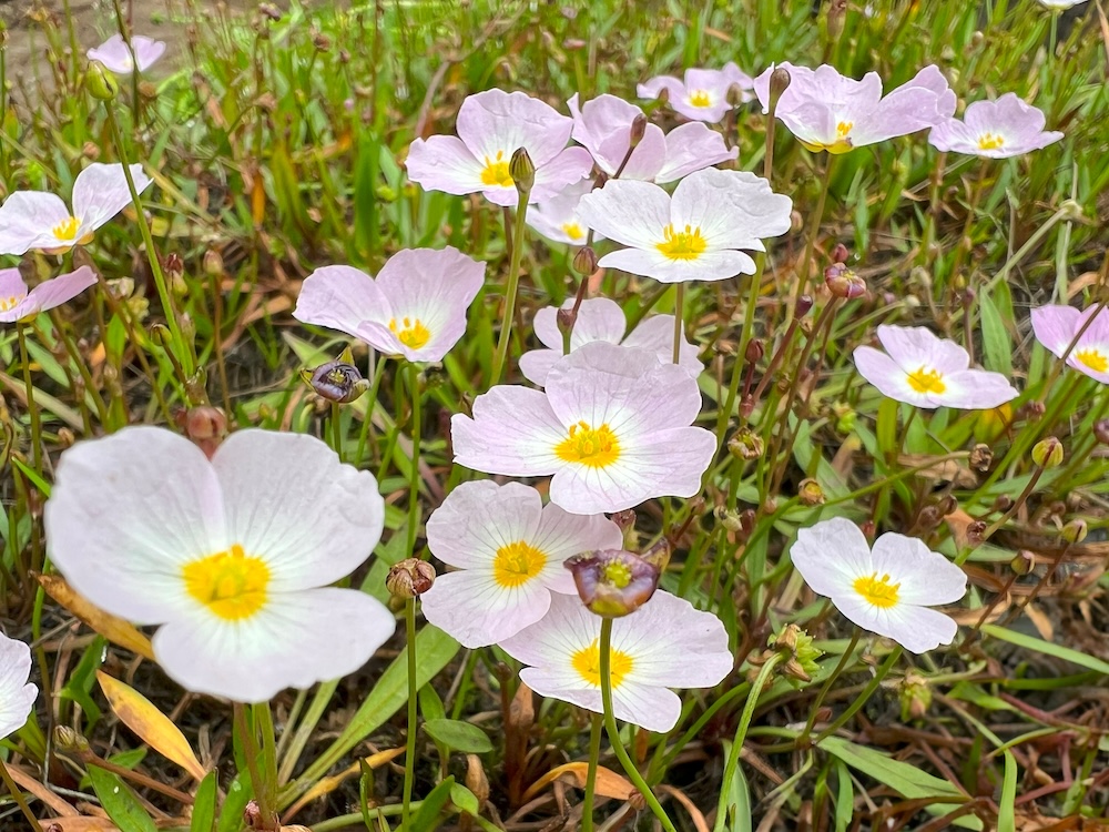 Baldellia ranunculoides bloem