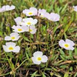 Baldellia ranunculoides kopen