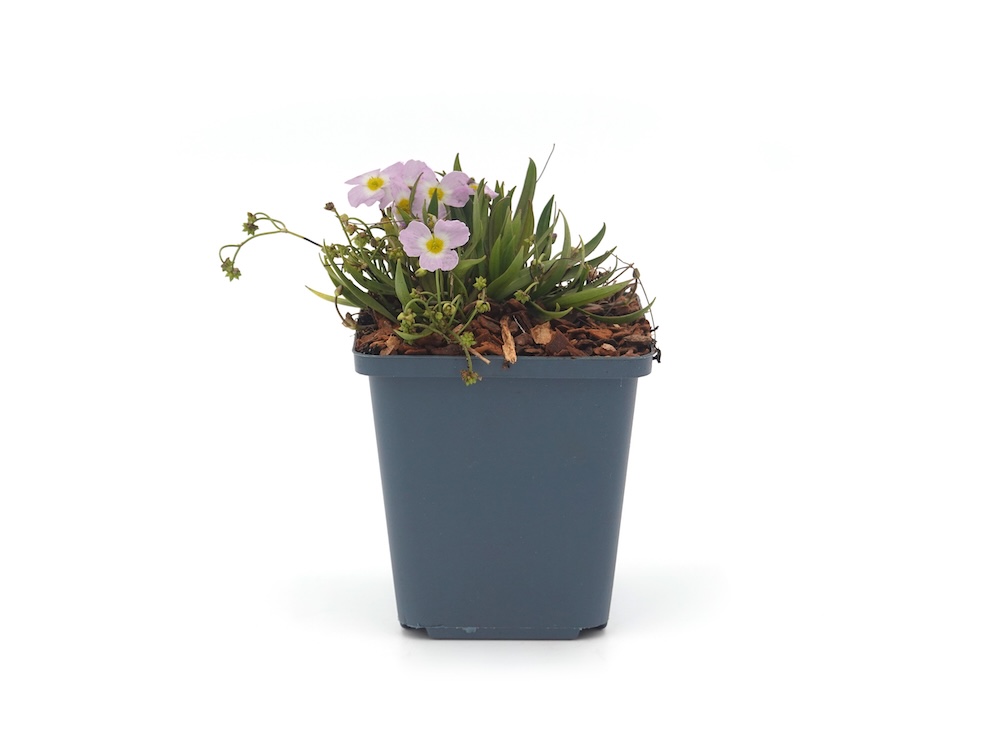 Baldellia ranunculoides uit pot