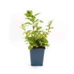 Lobelia siphilitica 'Alba' bestellen