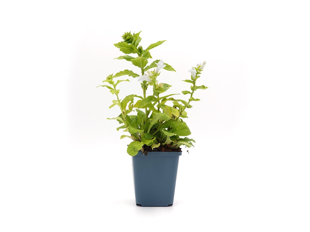 Lobelia siphilitica 'Alba' bestellen