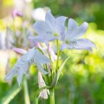 Lobelia siphilitica 'Alba' kopen