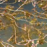 Myriophyllum alterniflorum kopen