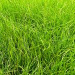 Pilularia globulifera aanplanten