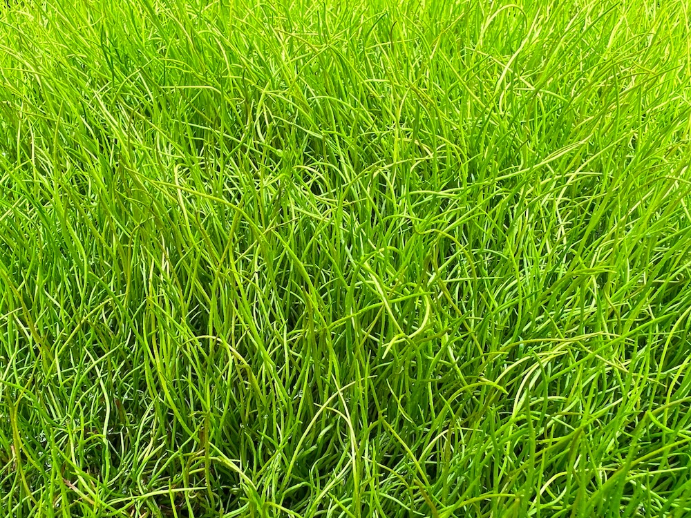 Pilularia globulifera aanplanten