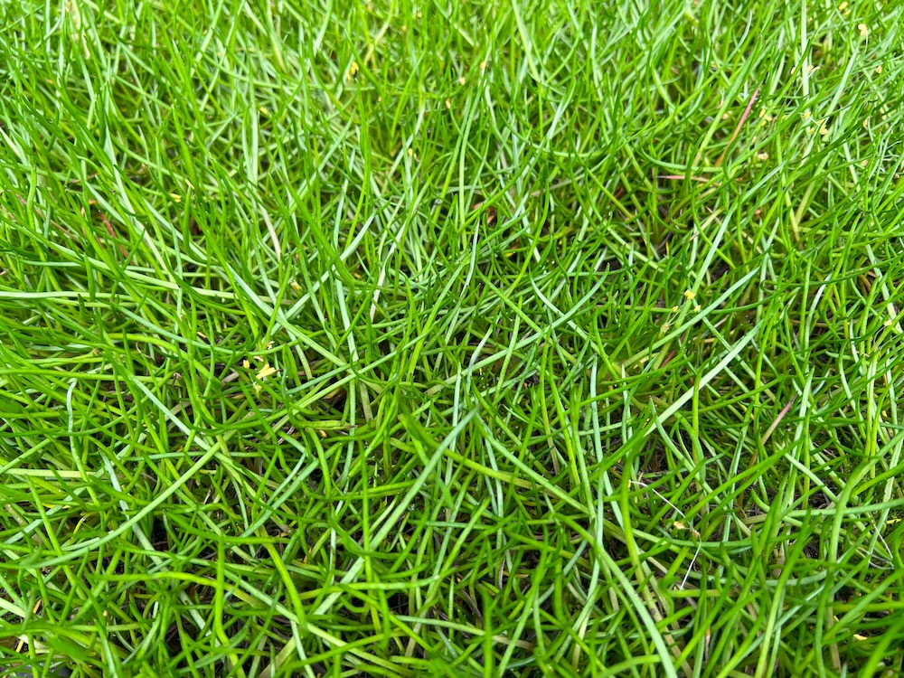 Pilularia globulifera in de vijver