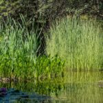 Scirpus tabernaemontani 'Zebrinus' kopen