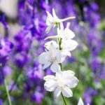 Witte virginische lobelia kopen