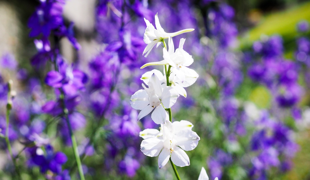 Witte virginische lobelia kopen
